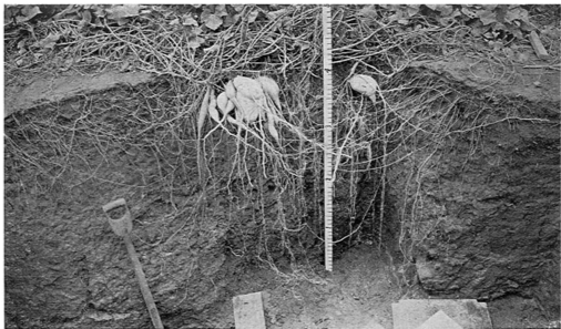Plant roots (source??)