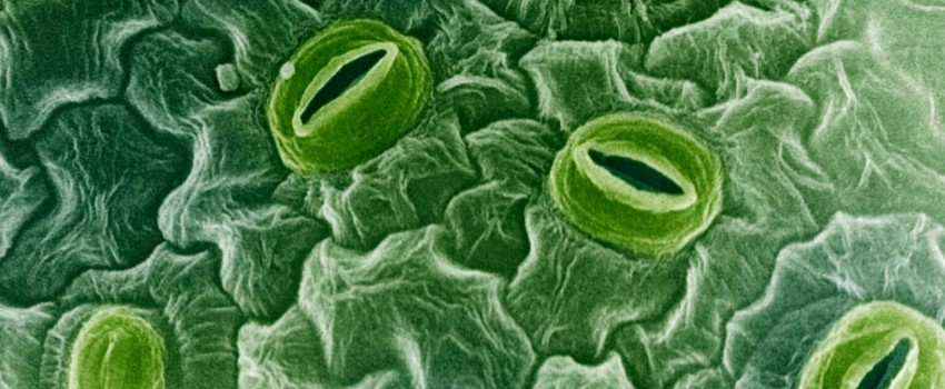 Plant stomata (source: Getty Images)